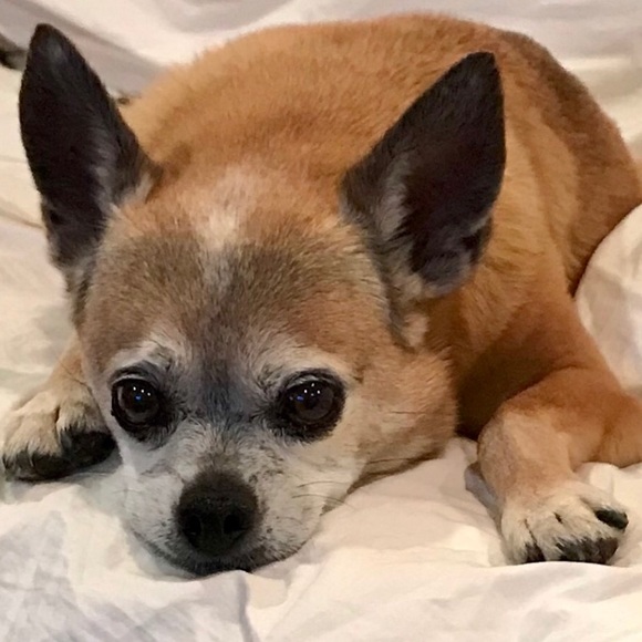 Meet 18yr old Chihuahua Roscoe! - Picture 4 of 10